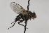  (Actia resinellae - CollHH1652)  @11 [ ] Creative Commons  Attribution Non-Commercial Share-Alike (2018) Hakon Haraldseide Unspecified
