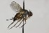  (Ceromya bicolor - CollHH1654)  @14 [ ] Creative Commons  Attribution Non-Commercial Share-Alike (2018) Hakon Haraldseide Unspecified