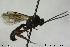  ( - CollHH166)  @13 [ ] CreativeCommons - Attribution Non-Commercial Share-Alike (2018) Hakon Haraldseide NTNU University Museum, Department of Natural History