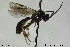  ( - CollHH168)  @11 [ ] CreativeCommons - Attribution Non-Commercial Share-Alike (2018) Hakon Haraldseide NTNU University Museum, Department of Natural History