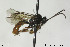  ( - CollHH170)  @13 [ ] CreativeCommons - Attribution Non-Commercial Share-Alike (2018) Hakon Haraldseide NTNU University Museum, Department of Natural History