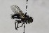  ( - CollHH1704)  @12 [ ] Creative Commons  Attribution Non-Commercial Share-Alike (2018) Hakon Haraldseide Unspecified