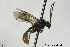  (Erromenus bibulus - CollHH171)  @14 [ ] CreativeCommons - Attribution Non-Commercial Share-Alike (2018) Hakon Haraldseide NTNU University Museum, Department of Natural History