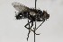  (Phebellia glauca - CollHH1711)  @14 [ ] Creative Commons  Attribution Non-Commercial Share-Alike (2018) Hakon Haraldseide Unspecified
