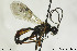  (Tryphon sp - CollHH174)  @11 [ ] CreativeCommons - Attribution Non-Commercial Share-Alike (2018) Hakon Haraldseide NTNU University Museum, Department of Natural History