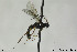  ( - CollHH177)  @13 [ ] CreativeCommons - Attribution Non-Commercial Share-Alike (2018) Hakon Haraldseide NTNU University Museum, Department of Natural History
