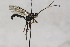  (Platylabus baueri - CollHH1784)  @13 [ ] Creative Commons  Attribution Non-Commercial Share-Alike (2018) Hakon Haraldseide Unspecified