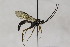  (Aoplus defraudator - CollHH1795)  @14 [ ] Creative Commons  Attribution Non-Commercial Share-Alike (2018) Hakon Haraldseide Unspecified