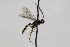  (Herpestomus minimus - CollHH1818)  @13 [ ] Creative Commons  Attribution Non-Commercial Share-Alike (2018) Hakon Haraldseide Unspecified