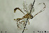  (Netelia nigricarpus - CollHH182)  @14 [ ] CreativeCommons - Attribution Non-Commercial Share-Alike (2018) Hakon Haraldseide NTNU University Museum, Department of Natural History