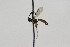  (Epitomus infuscatus - CollHH1830)  @13 [ ] Creative Commons  Attribution Non-Commercial Share-Alike (2018) Hakon Haraldseide Unspecified