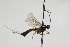  (Glypta femorator - CollHH1875)  @14 [ ] Creative Commons  Attribution Non-Commercial Share-Alike (2018) Hakon Haraldseide Unspecified