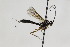  (Glypta lapponica - CollHH1881)  @12 [ ] Creative Commons  Attribution Non-Commercial Share-Alike (2018) Hakon Haraldseide Unspecified