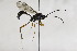  (Cryptus moschator - CollHH1953)  @11 [ ] Creative Commons  Attribution Non-Commercial Share-Alike (2018) Hakon Haraldseide Unspecified