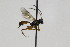  (Theroscopus pedicellatus - CollHH1982)  @13 [ ] Creative Commons  Attribution Non-Commercial Share-Alike (2018) Hakon Haraldseide Unspecified