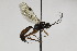  (Mastrus silbernageli - CollHH2028)  @13 [ ] Creative Commons  Attribution Non-Commercial Share-Alike (2018) Hakon Haraldseide Unspecified