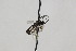  ( - CollHH2039)  @13 [ ] Creative Commons  Attribution Non-Commercial Share-Alike (2018) Hakon Haraldseide Unspecified