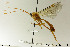  (Netelia pallescens - CollHH214)  @14 [ ] Creative Commons  Attribution Non-Commercial Share-Alike (2018) Hakon Haraldseide Unspecified