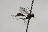  (Probles pygmaeus - CollHH2261)  @12 [ ] Creative Commons  Attribution Non-Commercial Share-Alike (2018) Hakon Haraldseide Unspecified