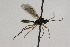  (Hemiphanes flavipes - CollHH2272)  @13 [ ] Creative Commons  Attribution Non-Commercial Share-Alike (2018) Hakon Haraldseide Unspecified