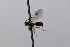  ( - CollHH2488)  @11 [ ] Creative Commons  Attribution Non-Commercial Share-Alike (2019) Hakon Haraldseide Unspecified
