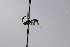  (Orthizema nigriventre - CollHH2497)  @11 [ ] Creative Commons  Attribution Non-Commercial Share-Alike (2019) Hakon Haraldseide Unspecified
