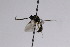  ( - CollHH2565)  @12 [ ] Creative Commons  Attribution Non-Commercial Share-Alike (2019) Hakon Haraldseide Unspecified