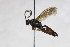  ( - CollHH2595)  @11 [ ] Creative Commons  Attribution Non-Commercial Share-Alike (2019) Hakon Haraldseide Unspecified