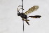  ( - CollHH2596)  @11 [ ] Creative Commons  Attribution Non-Commercial Share-Alike (2019) Hakon Haraldseide Unspecified