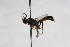  (Ichneumon analis - CollHH2609)  @11 [ ] Creative Commons  Attribution Non-Commercial Share-Alike (2019) Hakon Haraldseide Unspecified