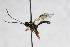  (Platylabus ruficoxatus - CollHH2616)  @14 [ ] Creative Commons  Attribution Non-Commercial Share-Alike (2019) Hakon Haraldseide Unspecified