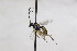  (Dichrogaster liostylus - CollHH2634)  @11 [ ] Creative Commons  Attribution Non-Commercial Share-Alike (2019) Hakon Haraldseide Unspecified