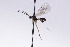 (Aperileptus microspilus - CollHH2678)  @11 [ ] Creative Commons  Attribution Non-Commercial Share-Alike (2019) Hakon Haraldseide Unspecified