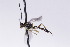  ( - CollHH2680)  @11 [ ] Creative Commons  Attribution Non-Commercial Share-Alike (2019) Hakon Haraldseide Unspecified