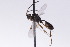  (Probles crassipes - CollHH2688)  @11 [ ] Creative Commons  Attribution Non-Commercial Share-Alike (2019) Hakon Haraldseide Unspecified