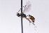  (Probles caudiculatus - CollHH2689)  @13 [ ] Creative Commons  Attribution Non-Commercial Share-Alike (2019) Hakon Haraldseide Unspecified
