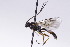  (Rhorus palustris - CollHH2690)  @11 [ ] Creative Commons  Attribution Non-Commercial Share-Alike (2019) Hakon Haraldseide Unspecified