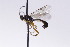  (Orthocentrus thomsoni - CollHH2720)  @13 [ ] Creative Commons  Attribution Non-Commercial Share-Alike (2019) Hakon Haraldseide Unspecified