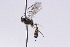  ( - CollHH2745)  @11 [ ] Creative Commons  Attribution Non-Commercial Share-Alike (2019) Hakon Haraldseide Unspecified