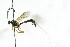  (Glypta similis - CollHH2782)  @11 [ ] Creative Commons  Attribution Non-Commercial Share-Alike (2019) Hakon Haraldseide Unspecified