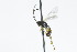  (Sussaba hinzi - CollHH2854)  @11 [ ] Creative Commons  Attribution Non-Commercial Share-Alike (2020) Hakon Haraldseide Unspecified