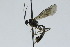 (Eusterinx circaea - CollHH2862)  @11 [ ] Creative Commons  Attribution Non-Commercial Share-Alike (2020) Hakon Haraldseide Unspecified