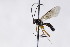  ( - CollHH3002)  @11 [ ] Creative Commons  Attribution Non-Commercial Share-Alike (2021) Hakon Haraldseide Unspecified