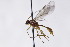  ( - CollHH3009)  @11 [ ] Creative Commons  Attribution Non-Commercial Share-Alike (2021) Hakon Haraldseide Unspecified