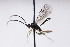  (Helictes conspicuus - CollHH3022)  @11 [ ] Creative Commons  Attribution Non-Commercial Share-Alike (2021) Hakon Haraldseide Unspecified
