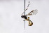  ( - CollHH3031)  @11 [ ] Creative Commons  Attribution Non-Commercial Share-Alike (2021) Hakon Haraldseide Unspecified