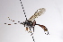  (Alloplasta - CollHH3097)  @11 [ ] Creative Commons  Attribution Non-Commercial Share-Alike (2021) Hakon Haraldseide Unspecified