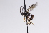  (Dichrogaster longicaudata - CollHH3124)  @11 [ ] Creative Commons  Attribution Non-Commercial Share-Alike (2021) Hakon Haraldseide Unspecified