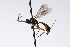  (Theroscopus megacentrus - CollHH3200)  @11 [ ] Creative Commons  Attribution Non-Commercial Share-Alike (2021) Hakon Haraldseide Unspecified