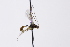  ( - CollHH3288)  @11 [ ] Creative Commons  Attribution Non-Commercial Share-Alike (2022) Hakon Haraldseide Unspecified